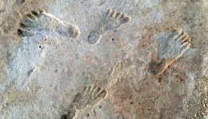 Read more about the article مطالعه قدمت قدیمی ترین ردپای انسان فسیل شده آمریکای شمالی را تایید می کند