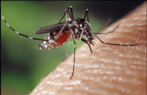 Read more about the article چگونه تغییرات آب و هوایی باعث گسترش بیماری های منتقله از طریق پشه می شود