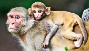 Read more about the article ویروس زیکا در میمون های باردار رشد جنین را متوقف می کند