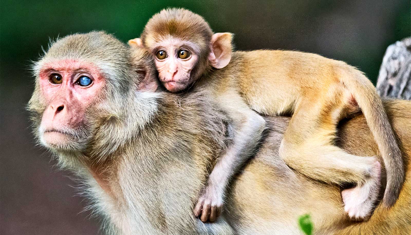 You are currently viewing ویروس زیکا در میمون های باردار رشد جنین را متوقف می کند