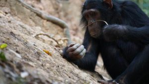 Read more about the article مشخص شده است که شامپانزه های ماهیگیری از موریانه ها به عنوان یک غذای فصلی لذت می برند
