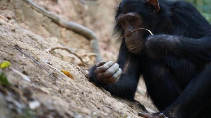 You are currently viewing مشخص شده است که شامپانزه های ماهیگیری از موریانه ها به عنوان یک غذای فصلی لذت می برند